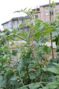 トマトのわき芽かき アグリス成城